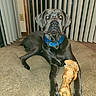 Blue joined the competition — help win amazing prizes! animal, black_dog, blue_harness, carpet, chew_bone, collar, dog, floor, front_view, home, indoors, large_breed, mastiff, pet, portrait, serious_expression, sitting, toy, vertical_blinds, window