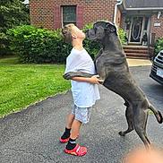 Blue is registered to the contest to win money with this photo: boy, brick_house, car, child, dog, driveway, front_yard, great_dane, greenery, house, hugging, kissing, lawn, outdoor, pet, portrait, red_shoes, shorts, summer, white_shirt