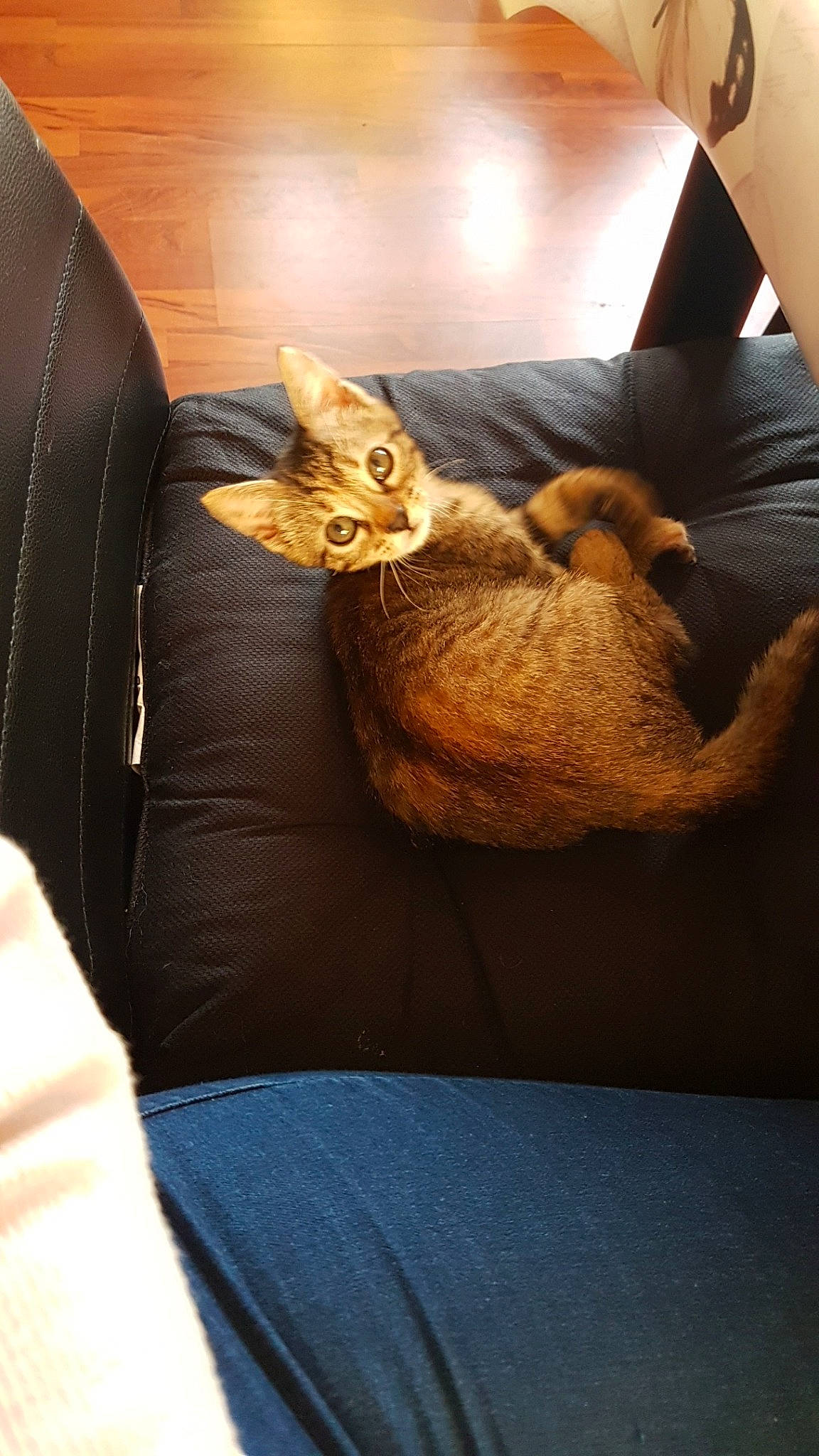 Perla a rejoint le concours — aidez-le/la à gagner de superbes lots ! asian, carnivore, cat, chausie, fawn, felidae, small_to_medium_sized_cats, whiskers