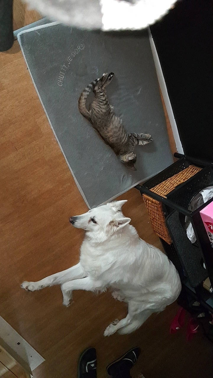 Perla a rejoint le concours — aidez-le/la à gagner de superbes lots ! canidae, carnivore, fawn, floor, sporting_group, tail