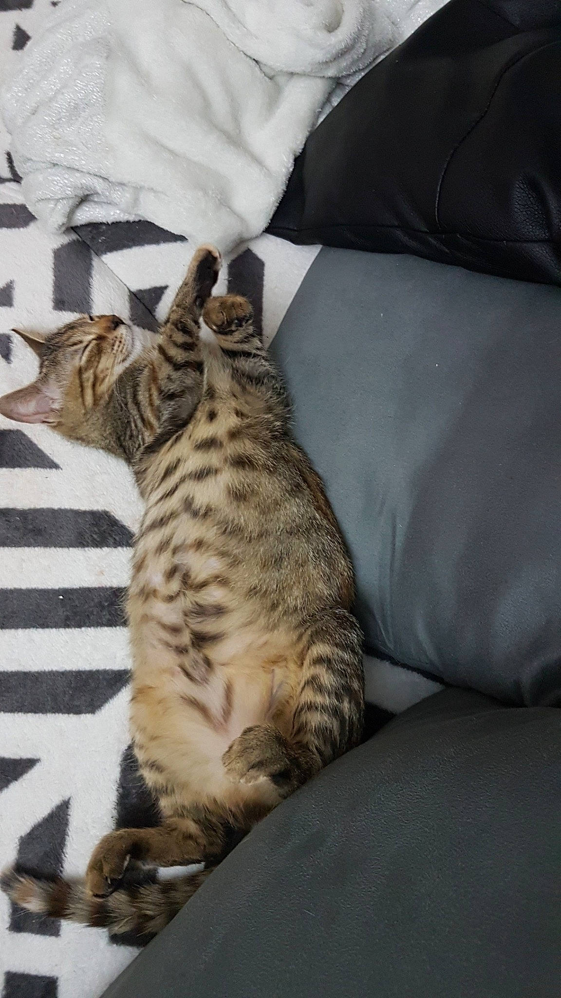 Perla participe au concours pour gagner de l'argent avec cette photo : asian, bengal, california_spangled, carnivore, cat, domestic_short_haired_cat, dragon_li, egyptian_mau, european_shorthair, felidae, kitten, mammal, ocicat, pixie_bob, savannah, small_to_medium_sized_cats, tabby_cat, toyger, vertebrate, whiskers