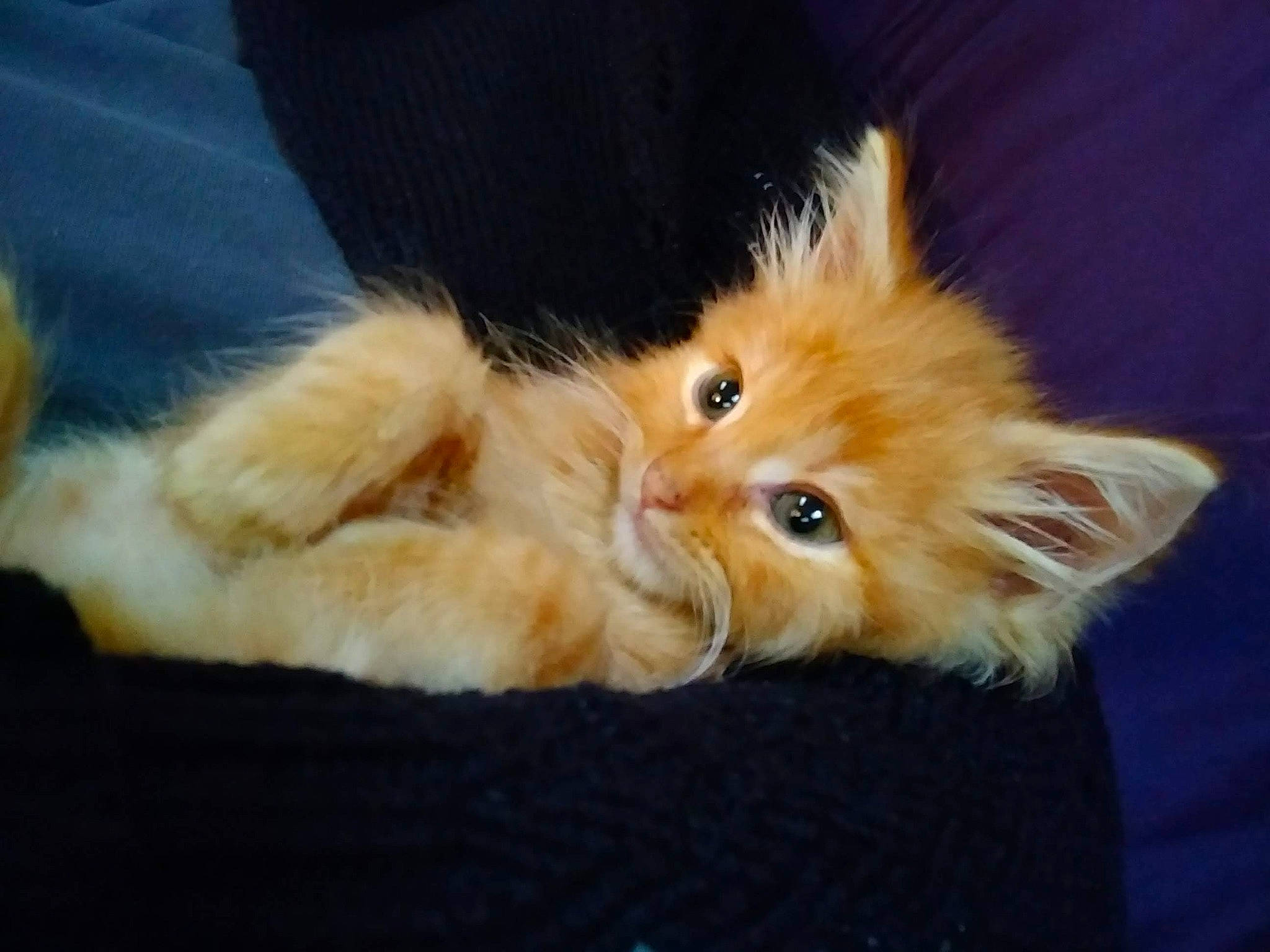 Pumpernickel is registered to the contest to win money with this photo: carnivore, cat, domestic_long_haired_cat, ear, fawn, felidae, fur, kitten, maine_coon, mammal, norwegian_forest_cat, persian, ragamuffin, small_to_medium_sized_cats, tail, turkish_angora, whiskers