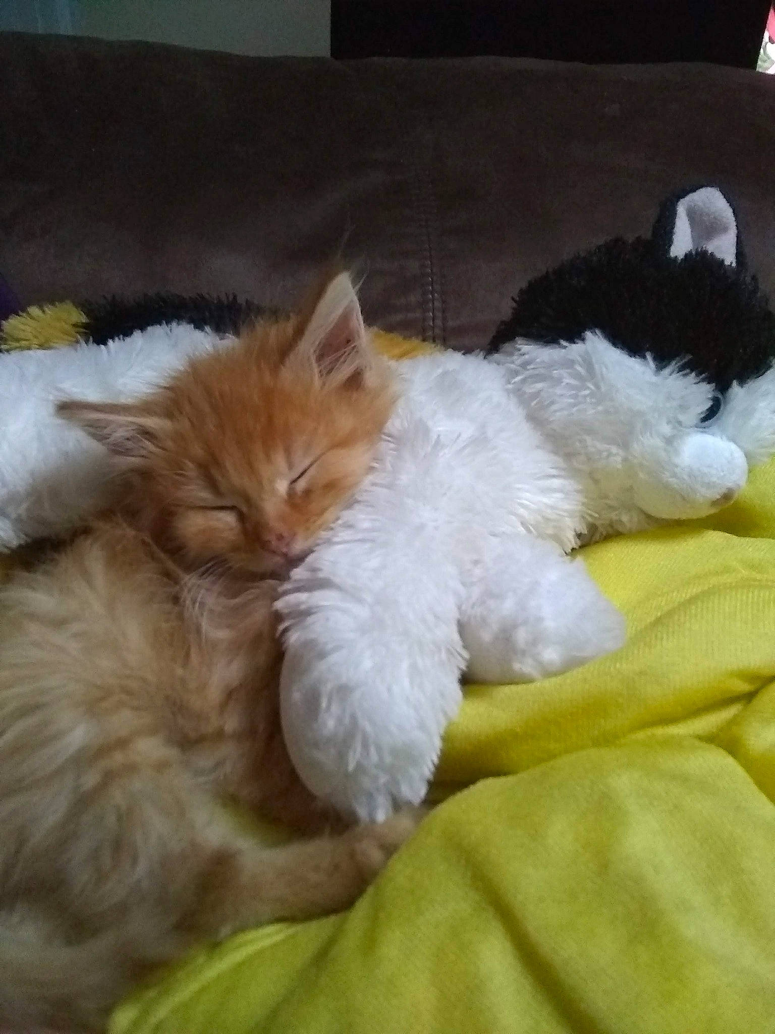 Pumpernickel joined the competition — help win amazing prizes! british_longhair, canidae, carnivore, cat, domestic_long_haired_cat, felidae, fur, kitten, nap, norwegian_forest_cat, persian, selkirk_rex, sleep, small_to_medium_sized_cats, tail, whiskers