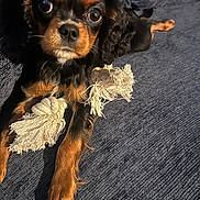 Odin joined the competition — help win amazing prizes! animal, brown_and_black, close_up, companion, cute, dog, expression, fabric, fur, indoors, looking_up, lying_down, paws, pet, playful, puppy, rope_toy, small_dog, texture, toy