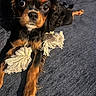 animal, brown_and_black, close_up, companion, cute, dog, expression, fabric, fur, indoors, looking_up, lying_down, paws, pet, playful, puppy, rope_toy, small_dog, texture, toy