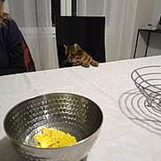 Juliette a rejoint le concours — aidez-le/la à gagner de superbes lots ! animal, bowl, cat, chair, chips, curious, curtains, dining_room, feline, food, fruit_basket, home, indoor, metal, pet, portrait, tabby_cat, table, tablecloth, window