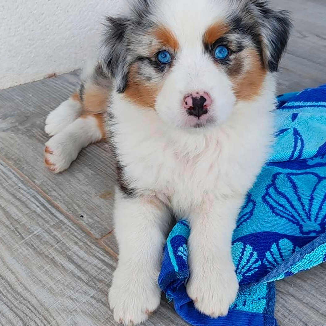 Vénus participe au concours pour gagner de l'argent avec cette photo : animal, ball, blanket, canine, cockerspaniel, collie, dog, dogbed, football, hound, husky, pet, puppy, racket, snout, soccer, soccerball, sport, tennis, tennisracket