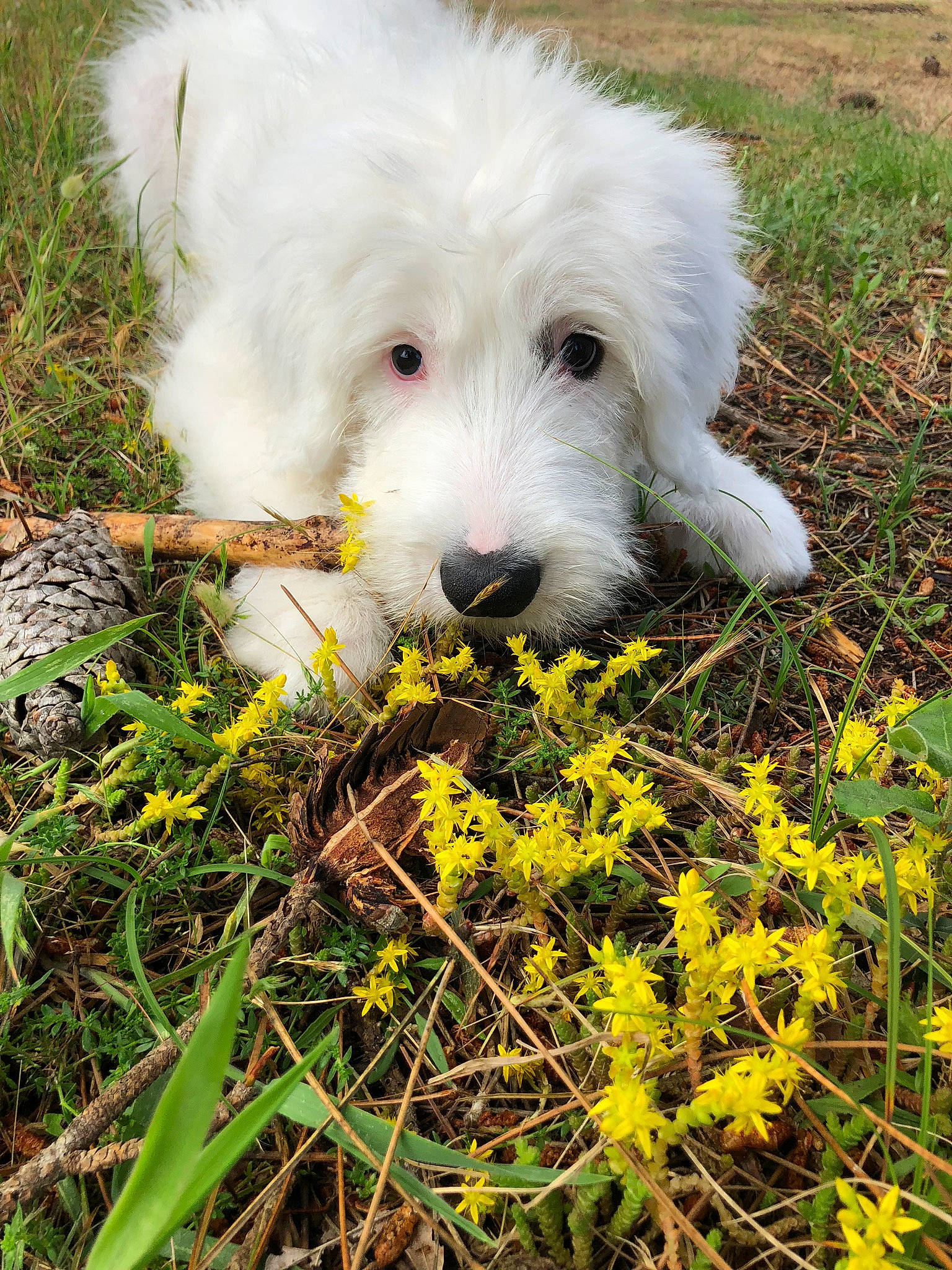 Opaline participe au concours pour gagner de l'argent avec cette photo : briquet_griffon_vendeen, canidae, carnivore, companion_dog, coton_de_tulear, dog, dog_breed, mammal, old_english_sheepdog, plant, puppy, rare_breed_dog, south_russian_ovcharka, terrier, vertebrate, west_highland_white_terrier