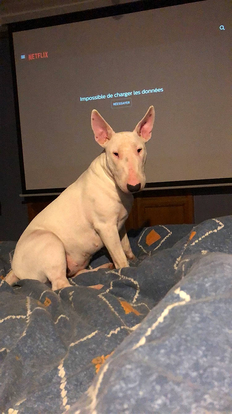 Oprah participe au concours pour gagner de l'argent avec cette photo : bull_terrier, canidae, carnivore, companion_dog, dog, dog_breed, event, fawn, jaw, neck, non_sporting_group, old_english_terrier, paw, snout, sporting_group, tail, terrestrial_animal, wildlife