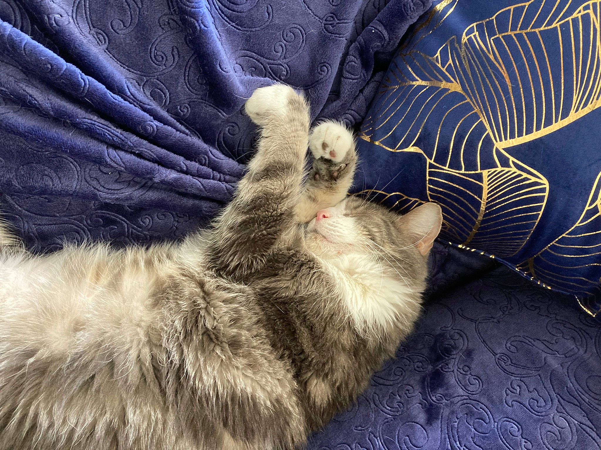 Grisou participe au concours pour gagner de l'argent avec cette photo : canidae, carnivore, cat, claw, comfort, dog_breed, domestic_short_haired_cat, electric_blue, felidae, fur, fur_clothing, gesture, linens, pattern, paw, sleeve, small_to_medium_sized_cats, sporting_group, tail, whiskers