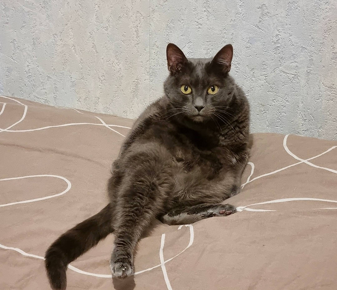 Eden participe au concours pour gagner de l'argent avec cette photo : black_cat, bombay, carnivore, cat, claw, domestic_short_haired_cat, felidae, flooring, foot, fur, grey, metal, paw, sitting, small_to_medium_sized_cats, snout, tail, terrestrial_animal, whiskers