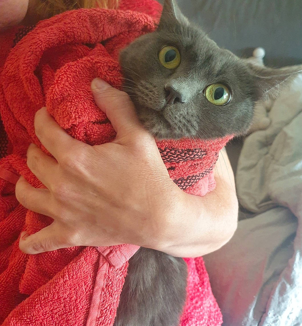 Eden participe au concours pour gagner de l'argent avec cette photo : carnivore, cat, cat_toy, domestic_short_haired_cat, fashion_accessory, felidae, finger, fur, hand, magenta, nail, pattern, russian_blue, small_to_medium_sized_cats, textile, thread, whiskers, wool, woolen, woven_fabric