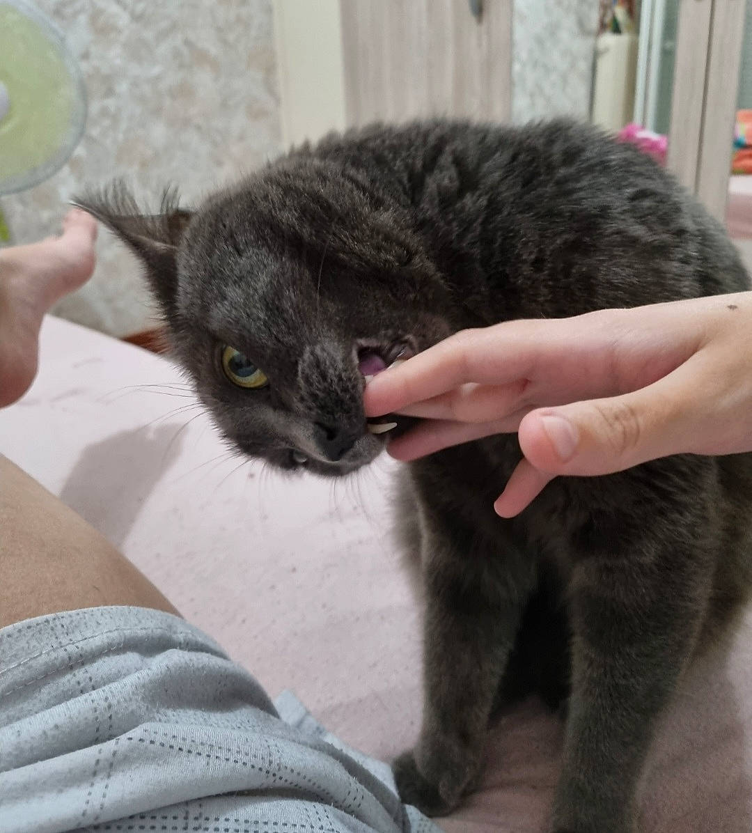 Eden a rejoint le concours — aidez-le/la à gagner de superbes lots ! black_cat, carnivore, cat, claw, comfort, domestic_short_haired_cat, ear, felidae, finger, fur, gesture, nail, nap, paw, small_to_medium_sized_cats, snout, tail, terrestrial_animal, whiskers