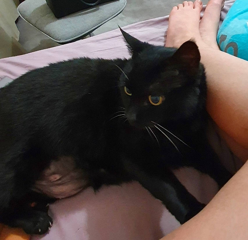 éclipse participe au concours pour gagner de l'argent avec cette photo : black_cat, carnivore, cat, claw, comfort, domestic_short_haired_cat, ear, felidae, fur, gesture, iris, lap, nail, small_to_medium_sized_cats, snout, street_light, tail, thigh, thumb, whiskers