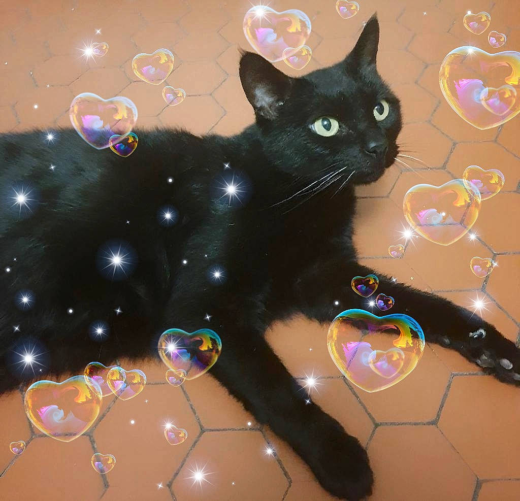 éclipse participe au concours pour gagner de l'argent avec cette photo : art, carnivore, cat, creative_arts, domestic_short_haired_cat, electric_blue, event, felidae, fur, graphic_design, graphics, light, organism, pattern, paw, small_to_medium_sized_cats, snout, tail, visual_arts, whiskers