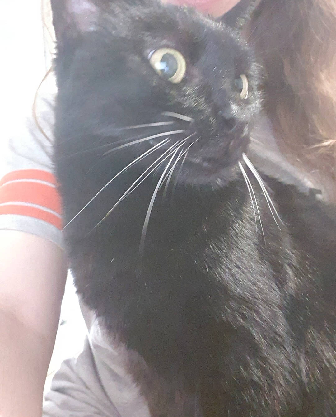 éclipse participe au concours pour gagner de l'argent avec cette photo : black_cat, bombay, carnivore, cat, comfort, domestic_short_haired_cat, felidae, fur, iris, small_to_medium_sized_cats, snout, tail, terrestrial_animal, whiskers