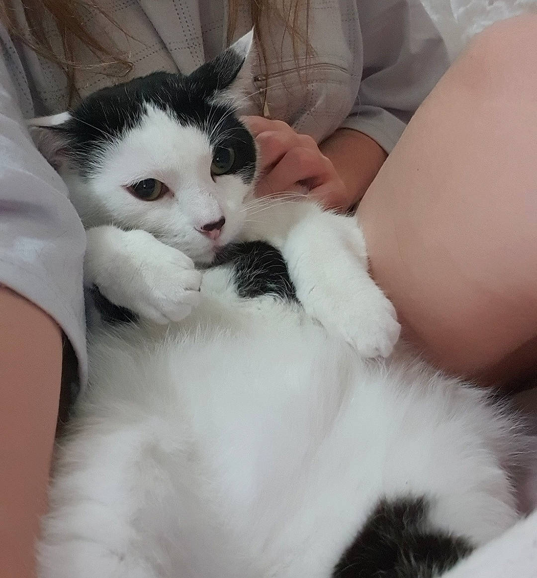 Isis a rejoint le concours — aidez-le/la à gagner de superbes lots ! carnivore, cat, claw, comfort, couch, domestic_short_haired_cat, felidae, formal_wear, fur, gesture, happy, lap, nap, paw, sitting, small_to_medium_sized_cats, snout, tail, thigh, whiskers