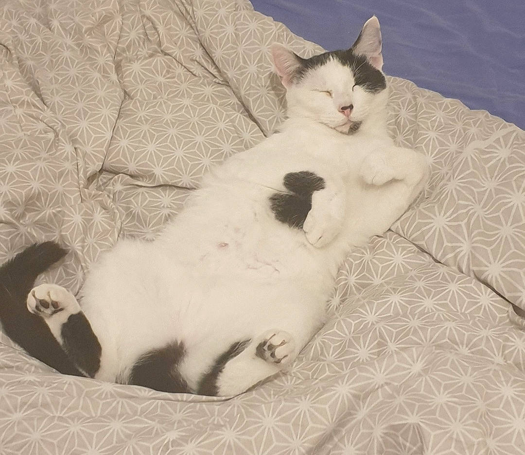 Isis a rejoint le concours — aidez-le/la à gagner de superbes lots ! carnivore, cat, comfort, domestic_short_haired_cat, fawn, felidae, foot, fur, linens, paw, sitting, small_to_medium_sized_cats, snout, tail, terrestrial_animal, whiskers