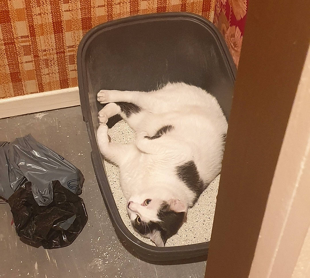 Isis participe au concours pour gagner de l'argent avec cette photo : canidae, carnivore, companion_dog, dog_breed, fang, fawn, felidae, foot, fur, jaw, paw, pet_supply, small_to_medium_sized_cats, snout, sporting_group, tail, tints_and_shades, whiskers, wood, working_animal