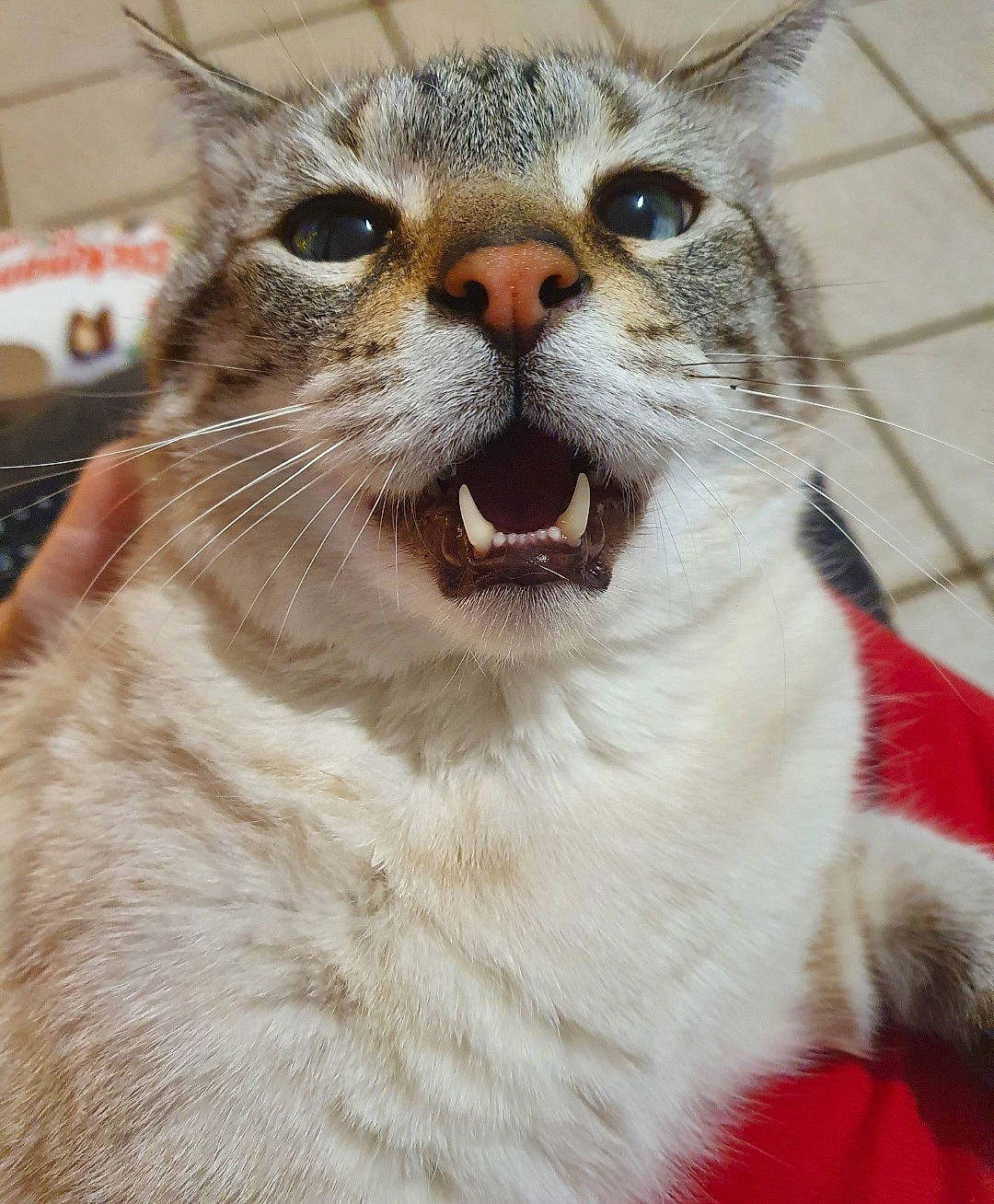 Diamant participe au concours pour gagner de l'argent avec cette photo : carnivore, cat, claw, collar, domestic_short_haired_cat, felidae, fur, paw, pet_supply, photography, small_to_medium_sized_cats, snout, terrestrial_animal, whiskers