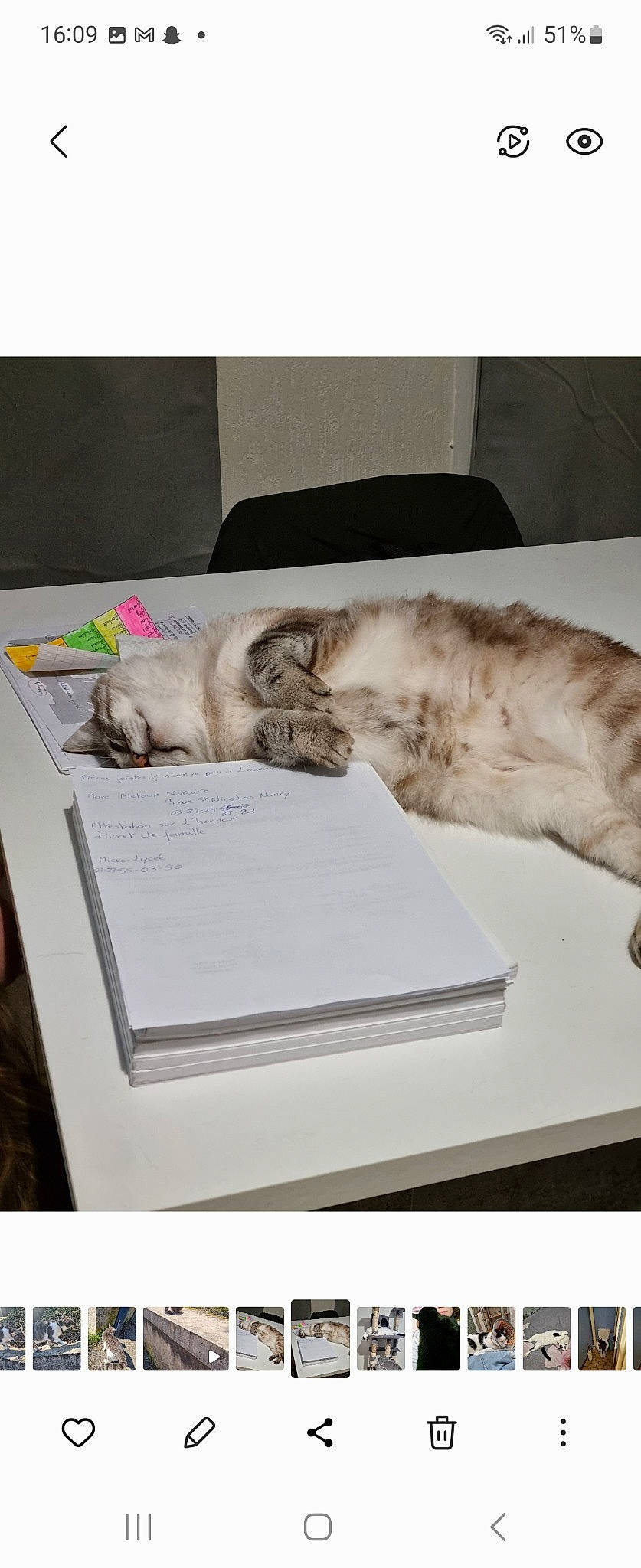 Diamant a rejoint le concours — aidez-le/la à gagner de superbes lots ! book, carnivore, cat, claw, comfort, domestic_short_haired_cat, felidae, fur, nap, paper, paper_product, paw, publication, room, sleep, small_to_medium_sized_cats, tail, whiskers