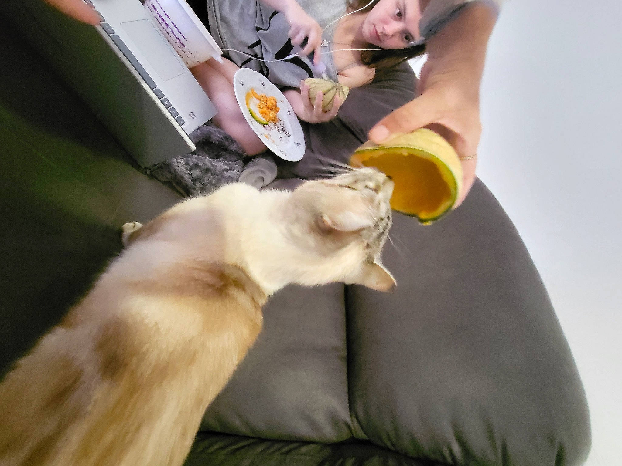 Diamant participe au concours pour gagner de l'argent avec cette photo : balinese, canidae, carnivore, cat, comfort, companion_dog, dog_breed, fawn, felidae, fur, human_leg, small_to_medium_sized_cats, tail, whiskers