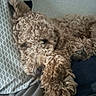 Chester is registered to the contest to win money with this photo: animal, bed, blanket, brown, canine, close_up, comfort, cozy, curly_fur, dog, domestic, fur, household, indoor, laying_down, pet, pillow, relaxed, resting, sleepy