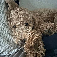 Chester joined the competition — help win amazing prizes! animal, bed, blanket, canine, close_up, comfort, cozy, curled_up, curly_hair, cute, dog, fur, indoor, paw, pet, relaxation, resting, sleeping, soft, texture