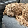 Chester is registered to the contest to win money with this photo: car_interior, car_seat, companion, cozy, curled_up, curly_fur, dog, domestic_animal, fur_texture, golden_brown, indoor, nap, pet, relaxation, resting, seatbelt, side_view, sleeping, transportation, vehicle