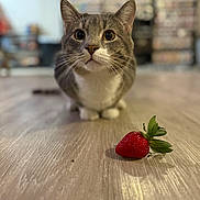 Midge is registered to the contest to win money with this photo: animal, background_blur, cat, close_up, curious, cute, domestic_animal, ears, eyes, feline, floor, focus, front_view, indoor, mammal, pet, strawberry, tabletop, whiskers, wooden_floor
