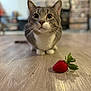 animal, background_blur, cat, close_up, curious, cute, domestic_animal, ears, eyes, feline, floor, focus, front_view, indoor, mammal, pet, strawberry, tabletop, whiskers, wooden_floor