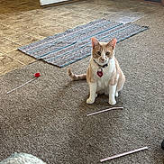 Gato joined the competition — help win amazing prizes! cat, indoor, carpet, straw, bottle_cap, rug, door, floor, pet, animal, collar, curious, beige, white, striped_rug, home, cozy, sitting, looking, quiet