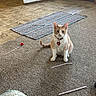 cat, indoor, carpet, straw, bottle_cap, rug, door, floor, pet, animal, collar, curious, beige, white, striped_rug, home, cozy, sitting, looking, quiet