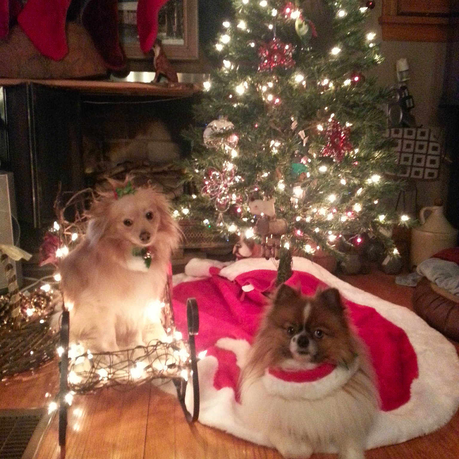 Peaches An Bandit