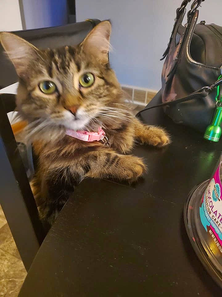 Kitkat joined the competition — help win amazing prizes! american_shorthair, asian, bengal, carnivore, cat, domestic_long_haired_cat, domestic_short_haired_cat, dragon_li, european_shorthair, fawn, felidae, fur, kitten, maine_coon, pixie_bob, polydactyl_cat, siberian, small_to_medium_sized_cats, tabby_cat, whiskers