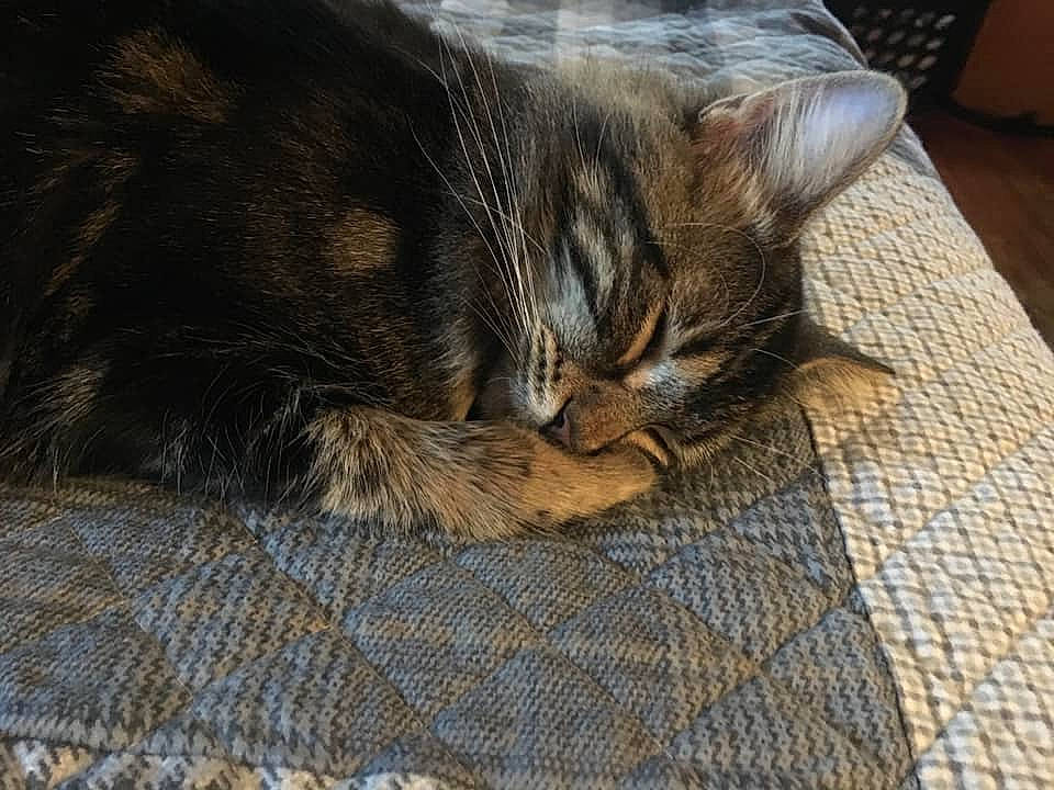 Kitkat is registered to the contest to win money with this photo: american_shorthair, asian, bed, carnivore, cat, comfort, domestic_short_haired_cat, dragon_li, european_shorthair, felidae, fur, furniture, kitten, nap, sleep, small_to_medium_sized_cats, tabby_cat, tail, whiskers