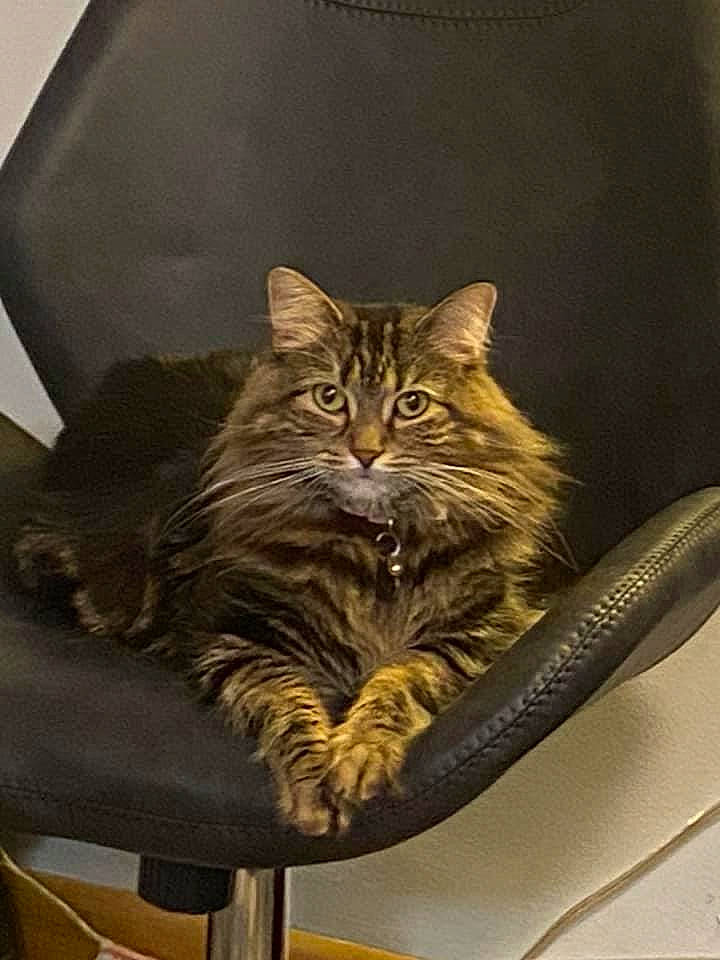 Kitkat is registered to the contest to win money with this photo: asian, carnivore, cat, domestic_long_haired_cat, domestic_short_haired_cat, dragon_li, european_shorthair, felidae, fur, kitten, maine_coon, norwegian_forest_cat, pixie_bob, siberian, small_to_medium_sized_cats, tabby_cat, whiskers, wild_cat