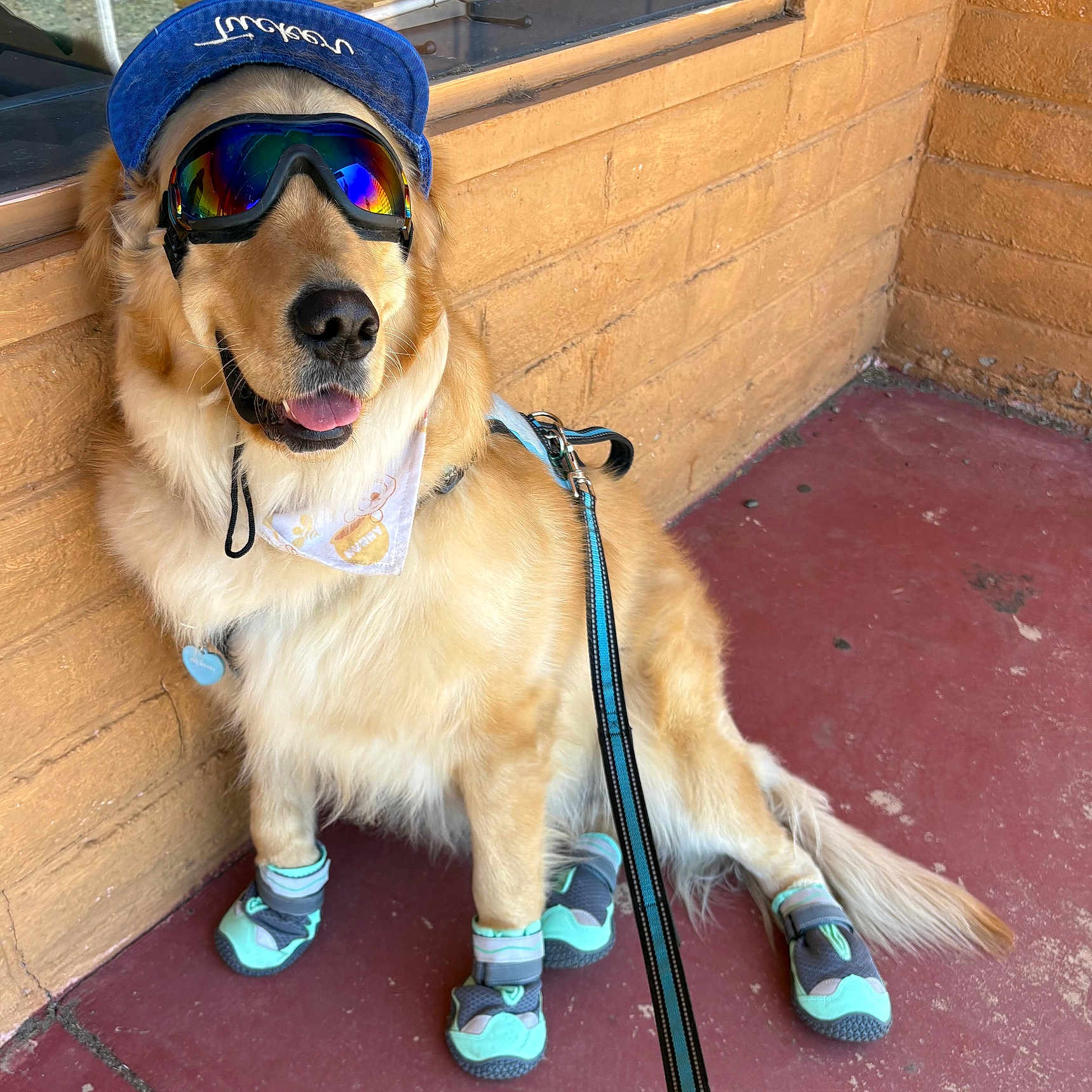 Tucker F Mcgee is registered to the contest to win money with this photo: accessories, animal, brick, canine, cap, clothing, dog, face, footwear, glasses, goldenretriever, hat, head, leash, person, pet, puppy, shoe, strap, sunglasses