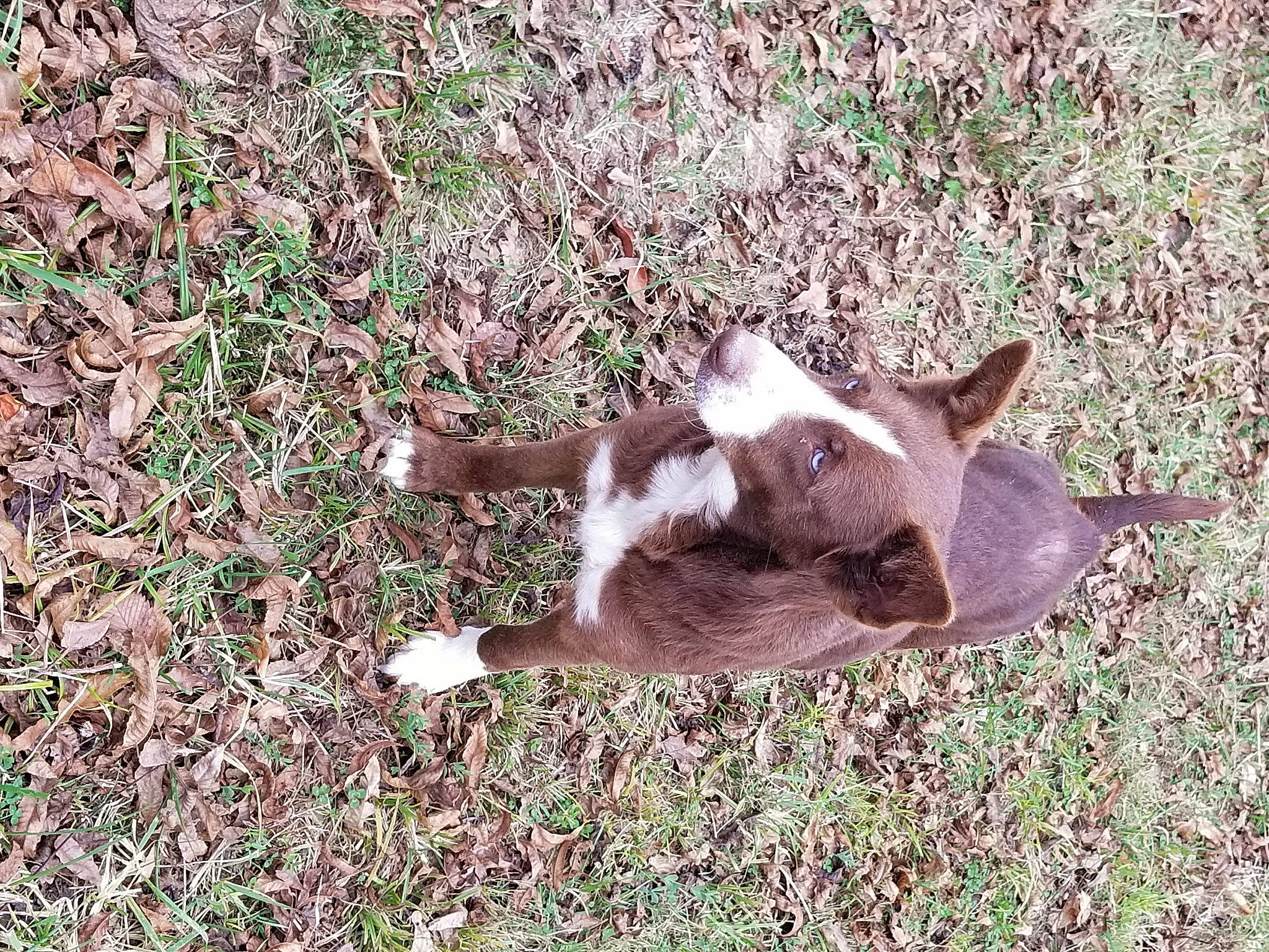 Galaxy is registered to the contest to win money with this photo: canidae, carnivore, dog_breed, fawn, fur, grass, grassland, groundcover, herbaceous_plant, pasture, paw, soil, sporting_group, tail, terrestrial_animal, wildlife