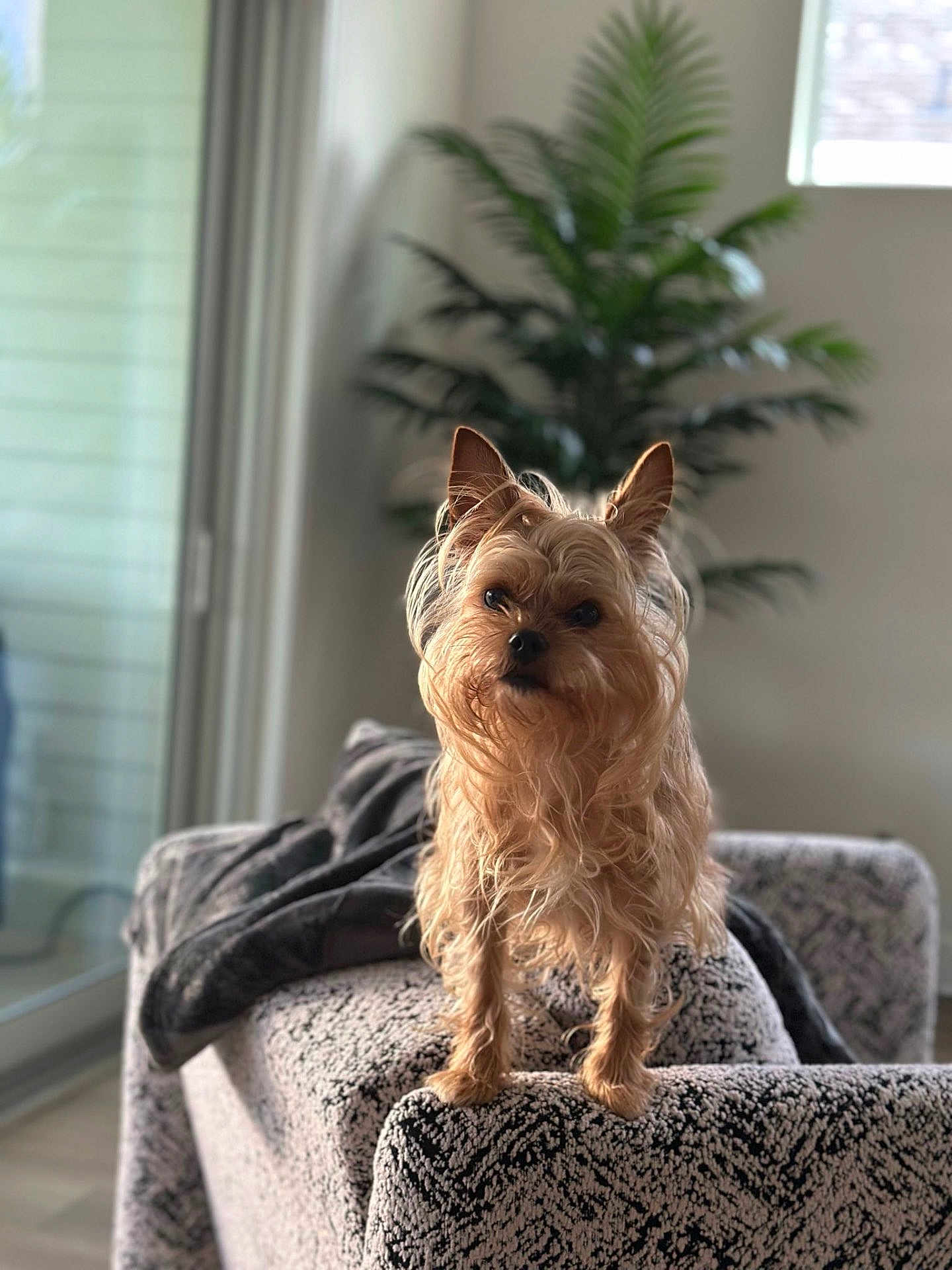 Mimi