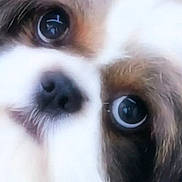 Bim participe au concours pour gagner de l'argent avec cette photo : affenpinscher, animal, canine, cockerspaniel, dog, eskimodog, papillon, pet, poodle, puppy, snout, terrier, whitedog