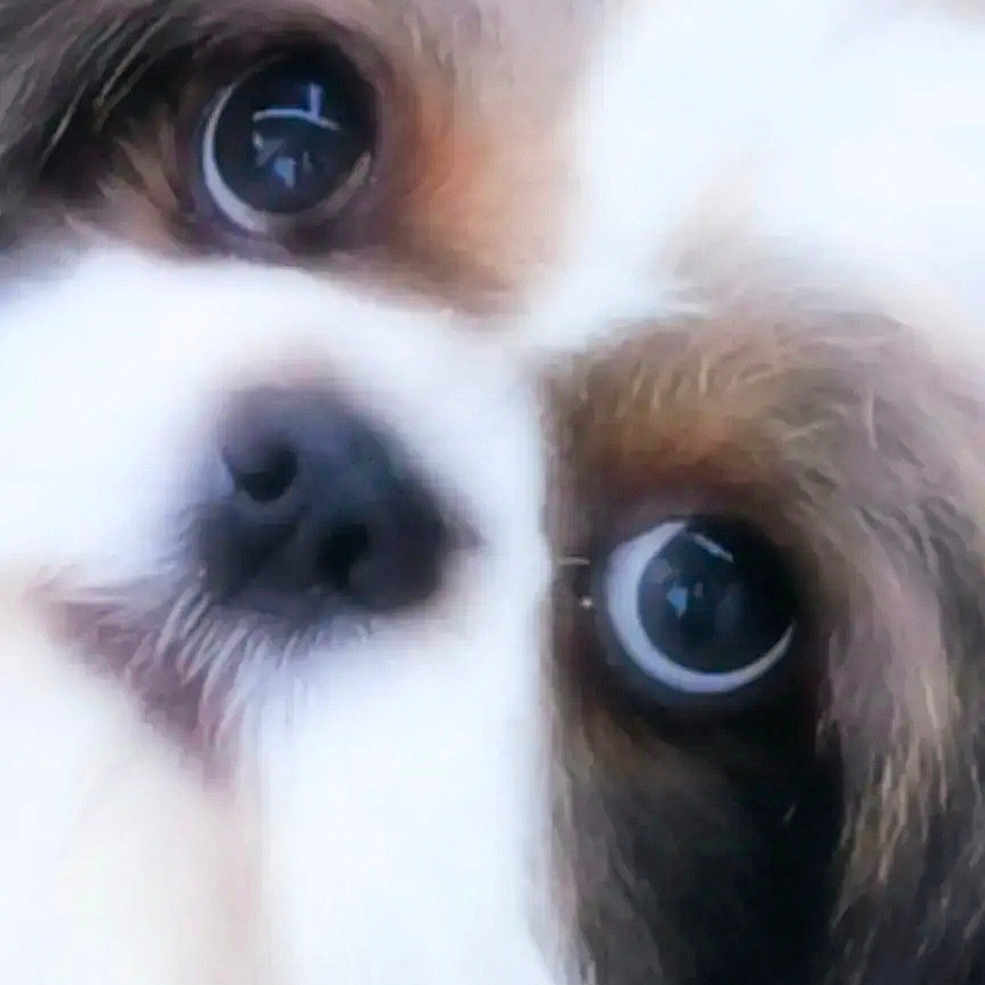 Bim participe au concours pour gagner de l'argent avec cette photo : affenpinscher, animal, canine, cockerspaniel, dog, eskimodog, papillon, pet, poodle, puppy, snout, terrier, whitedog