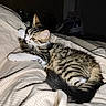 Bulma a rejoint le concours — aidez-le/la à gagner de superbes lots ! cat, kitten, tabby, striped, fur, bed, blanket, indoor, pet, animal, cute, resting, sleepy, young, feline, soft, cozy, curious, paw, tail