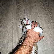 Bulma a rejoint le concours — aidez-le/la à gagner de superbes lots ! cat, kitten, hand, floor, wooden_floor, paw, bite, playful, pet, animal, domestic_animal, fur, claws, person, skin, tattoo, indoor, closeup, interaction, grip