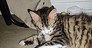 Bulma participe au concours pour gagner de l'argent avec cette photo : cat, kitten, tabby, paw, hand, tattoo, floor, wood, indoor, resting, sleeping, feline, pet, animal, cute, striped, whiskers, ear, claw, domestic