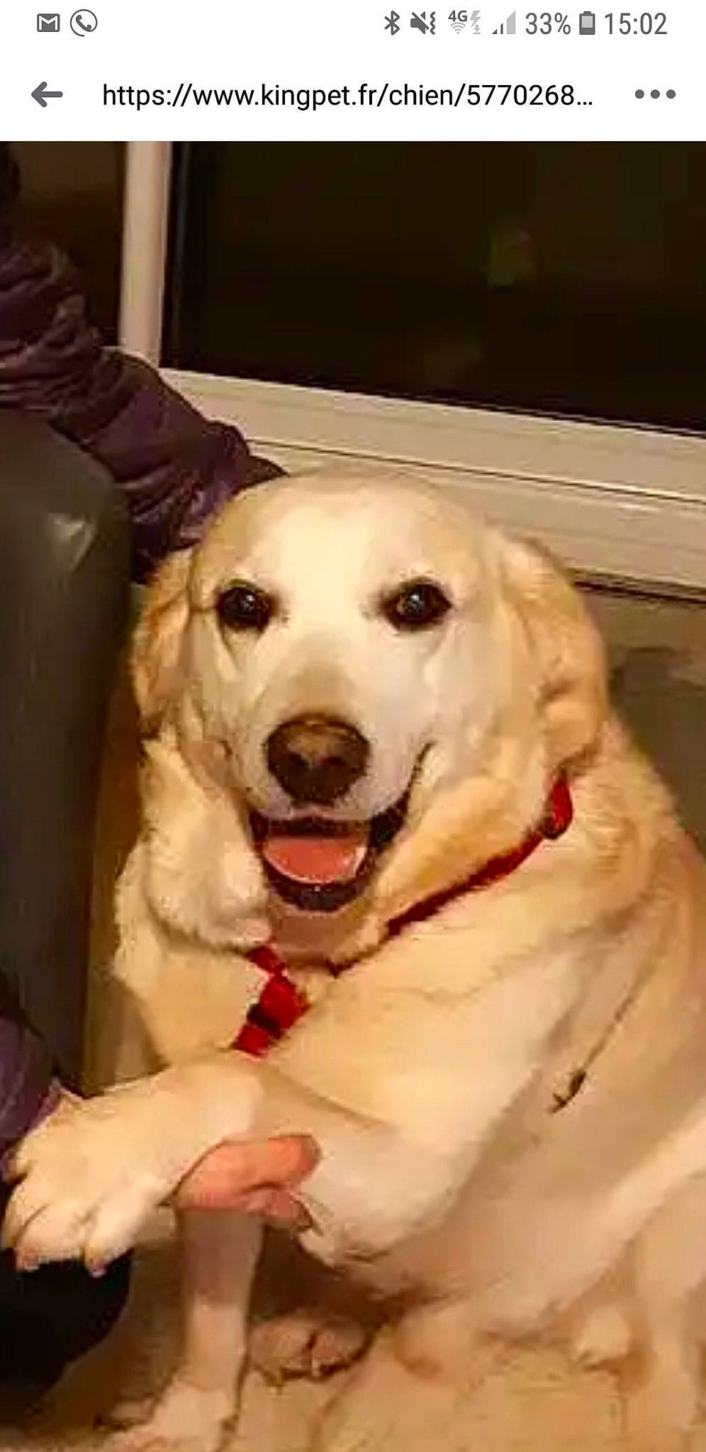 Galak a rejoint le concours — aidez-le/la à gagner de superbes lots ! akbash_dog, canidae, carnivore, companion_dog, dog, dog_breed, facial_expression, golden_retriever, head, labrador_retriever, mammal, mouth, nose, puppy, puppy_love, rare_breed_dog, retriever, snout, sporting_group, vertebrate