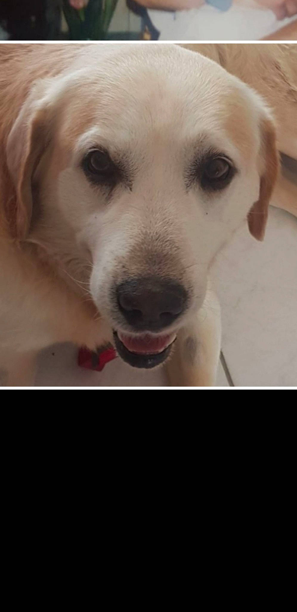 Galak participe au concours pour gagner de l'argent avec cette photo : beagador, canidae, carnivore, companion_dog, dog, dog_breed, eye, golden_retriever, head, labrador_retriever, mammal, mouth, nose, puppy, rare_breed_dog, retriever, snout, sporting_group, vertebrate, whiskers