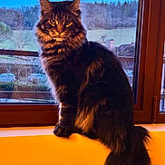 Amos a rejoint le concours — aidez-le/la à gagner de superbes lots ! cat, fluffy, window, windowsill, animal, pet, feline, indoor, sitting, long_hair, tail, ears, outdoor_view, sky, trees, nature, quiet, calm, portrait, domestic_animal