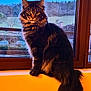 cat, fluffy, window, windowsill, animal, pet, feline, indoor, sitting, long_hair, tail, ears, outdoor_view, sky, trees, nature, quiet, calm, portrait, domestic_animal