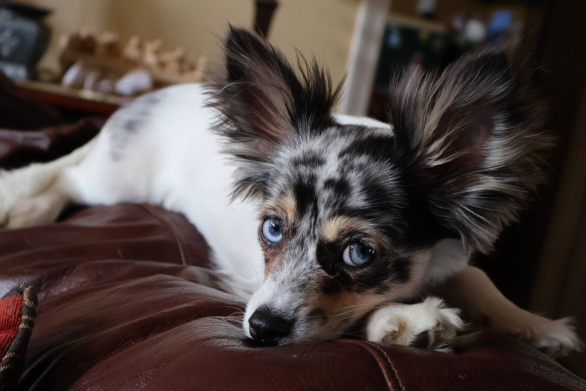 Beverly Hills is registered to the contest to win money with this photo: bored, canidae, carnivore, comfort, companion_dog, dog, dog_breed, ear, eye, fur, snout, sporting_group, terrestrial_animal, toy_dog, whiskers, working_dog